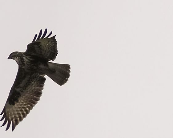 Poiana  - Massimo Angei