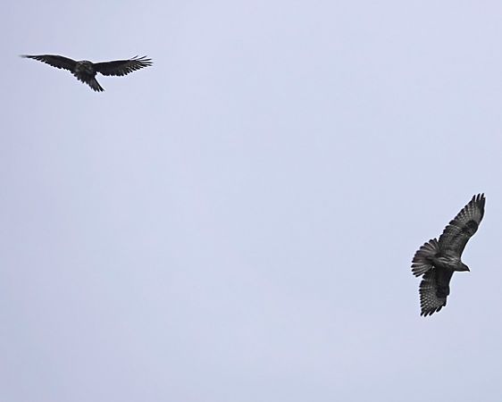 Poiana  - Massimo Angei