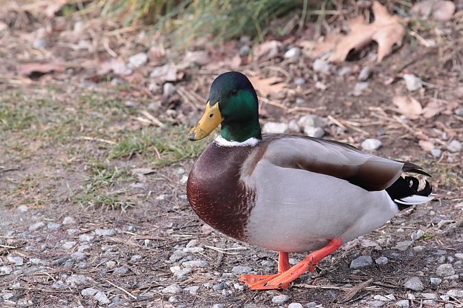 Germano reale  - Barbara Schulte