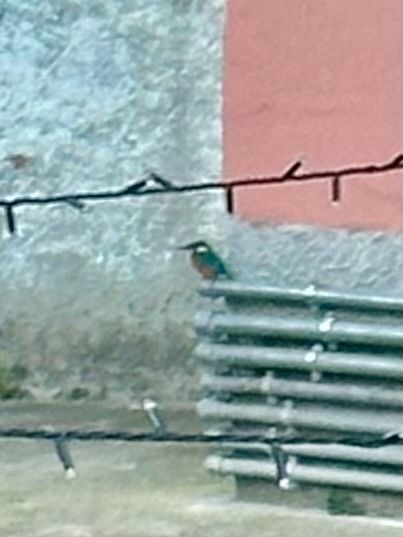 Martin pescatore  - Chiara Asllani