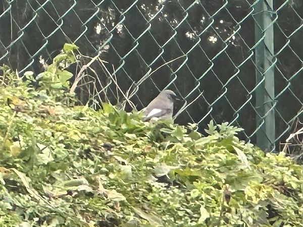 Codirosso spazzacamino  - Chiara Asllani