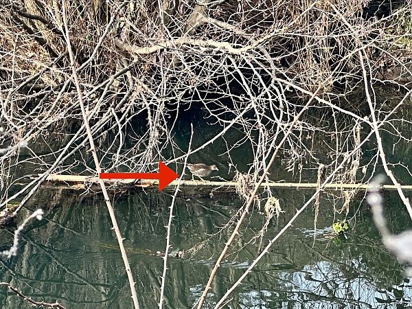 Gallinella d'acqua  - Chiara Asllani