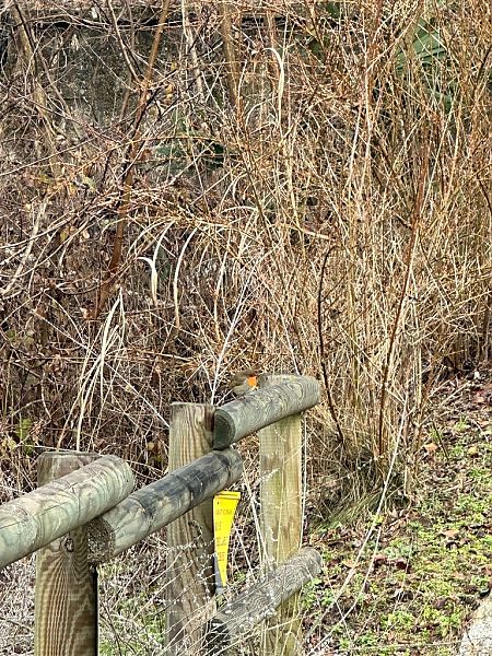 Pettirosso  - Chiara Asllani