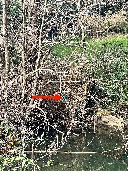 Martin pescatore  - Chiara Asllani