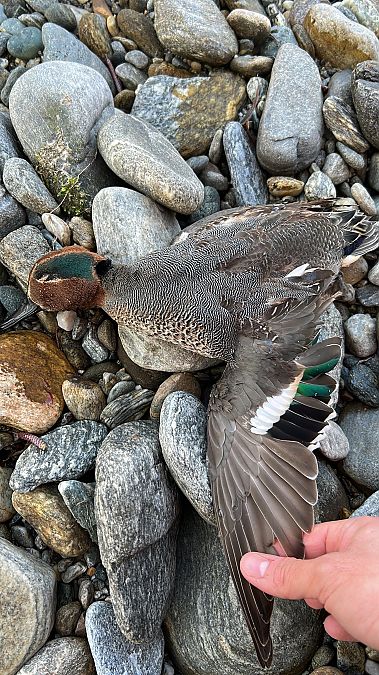 Alzavola  - Simone Spadaccini