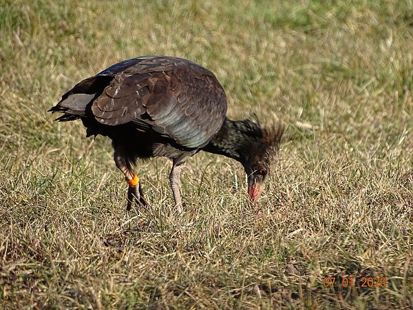 Ibis eremita  - Gabriella Pignattone