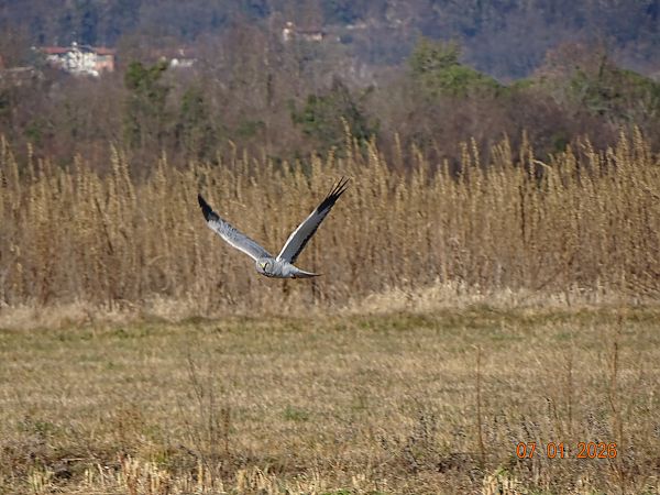 Albanella reale  - Gabriella Pignattone