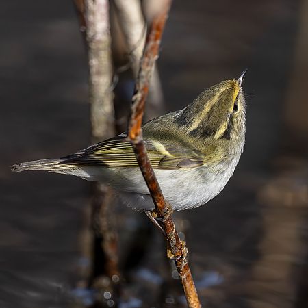 Luì di Pallas  - Mirko Miele