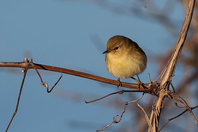 Luì piccolo  - Filippo Picinni Leopardi