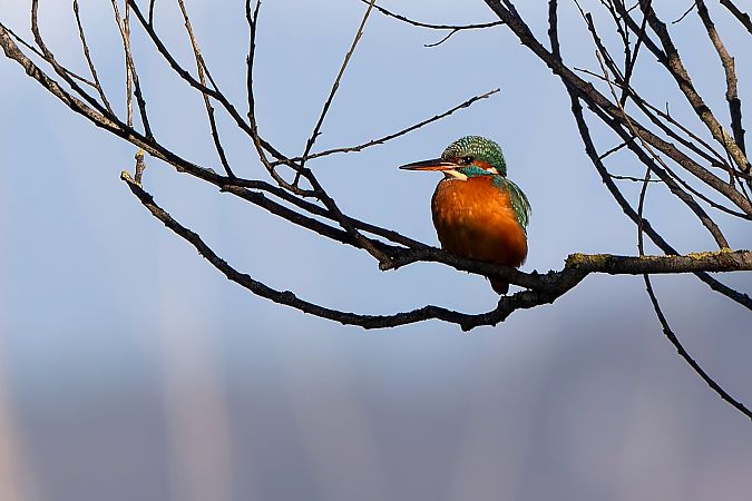 Martin pescatore  - Filippo Picinni Leopardi