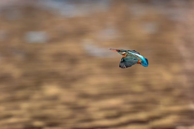 Martin pescatore  - Filippo Picinni Leopardi