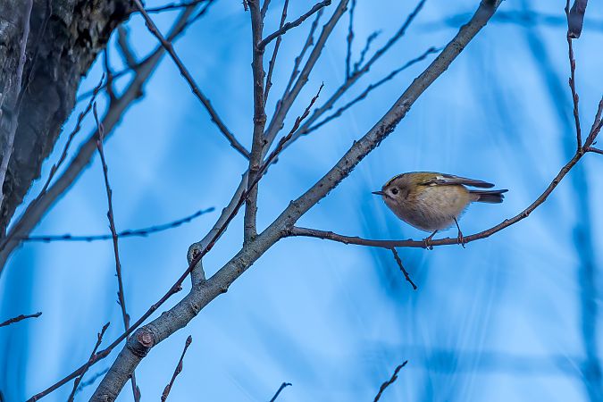Regolo  - Filippo Picinni Leopardi