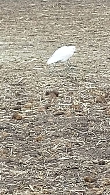 Airone guardabuoi  - Anonimo