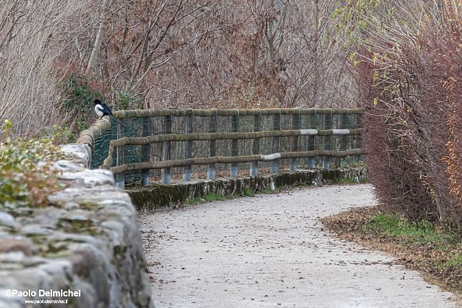 Gazza  - Paolo Deimichei