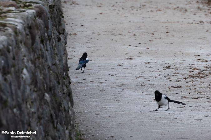 Gazza  - Paolo Deimichei