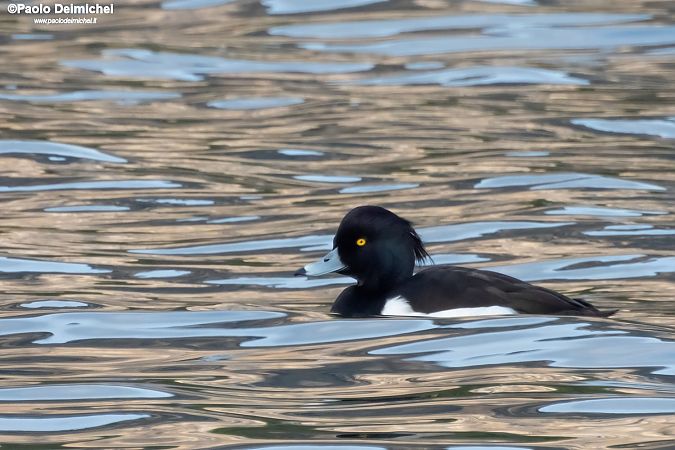 Moretta  - Paolo Deimichei