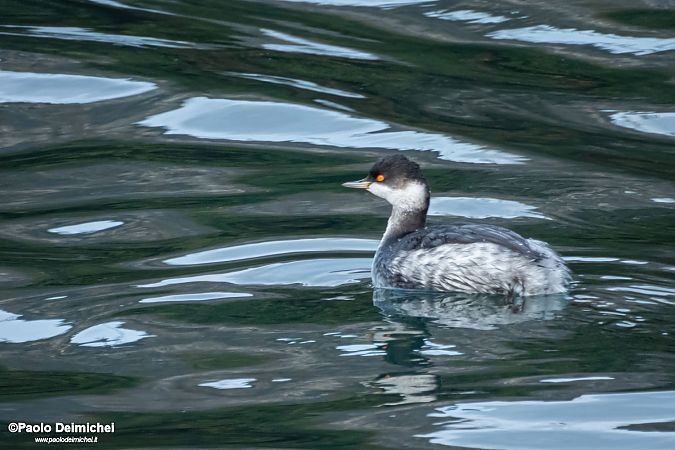 Svasso piccolo  - Paolo Deimichei