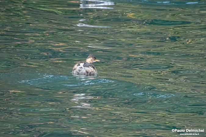 Tuffetto  - Paolo Deimichei