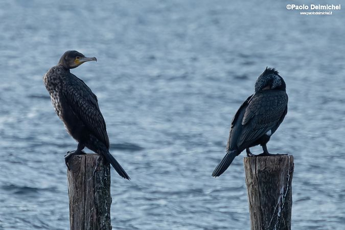 Cormorano  - Paolo Deimichei
