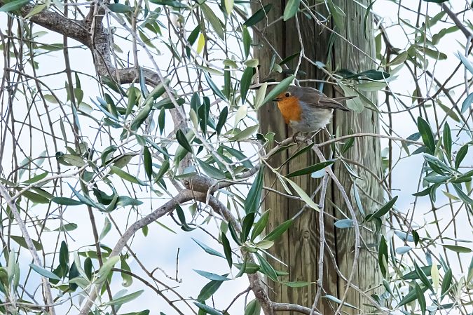 Pettirosso  - Paolo Deimichei