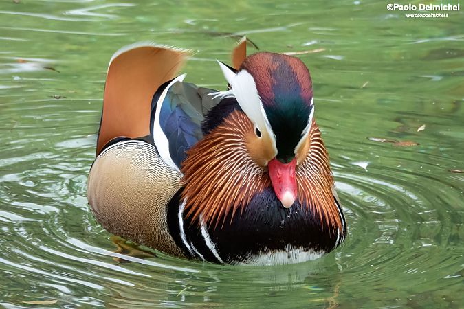 Anatra mandarina  - Paolo Deimichei