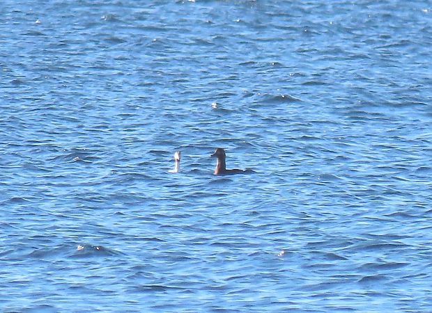 Orco marino  - Monica Carabella