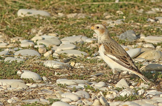 Zigolo delle nevi  - Franco Paci