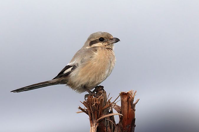 Averla maggiore beccopallido  - Alessandro Reggiani