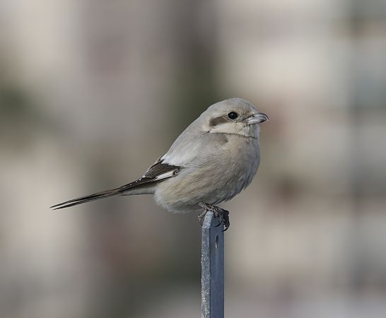 Averla maggiore beccopallido  - Luca Bergamaschi