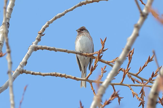 Zigolo golarossa  - Fabio Moretto