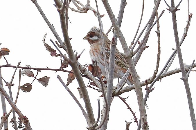 Ibrido Zigolo giallo x golarossa  - Fabio Moretto