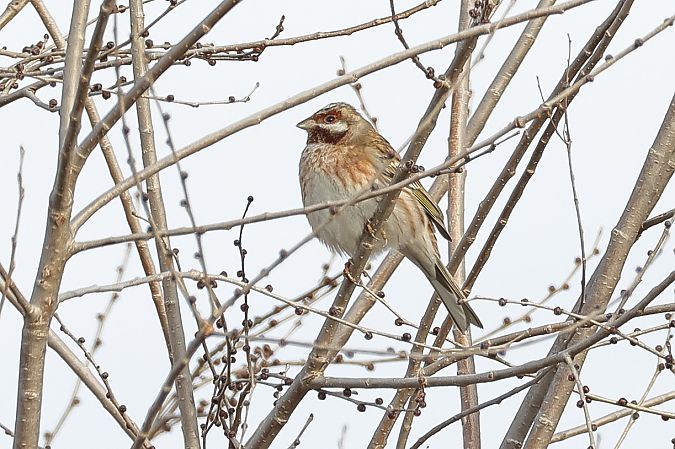 Ibrido Zigolo giallo x golarossa  - Fabio Moretto