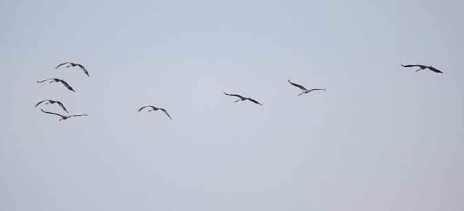 Kranich  - Fabio Moretto