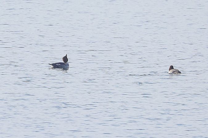 Quattrocchi  - Fabio Moretto