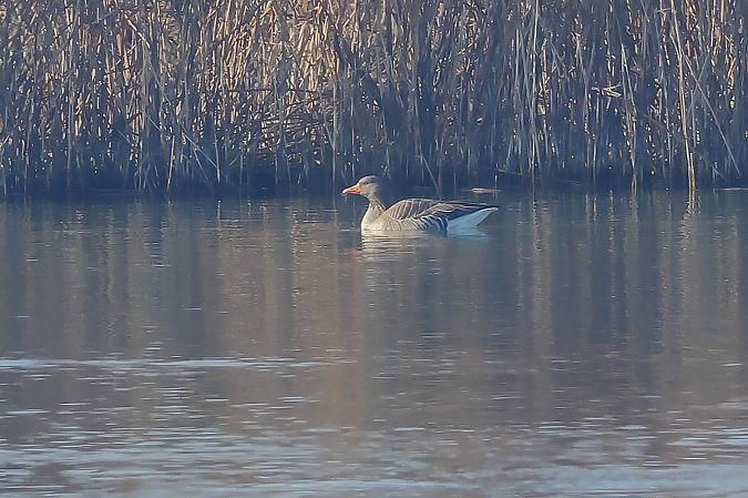 Oca selvatica occidentale  - Fabio Moretto
