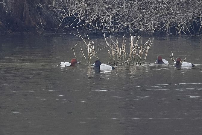 Moretta grigia  - Fabio Moretto