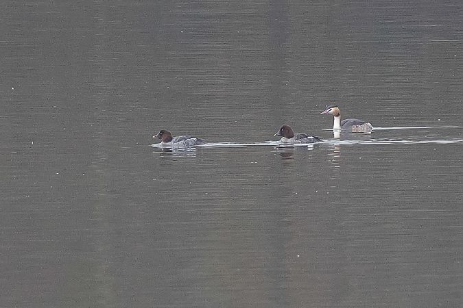 Quattrocchi  - Fabio Moretto