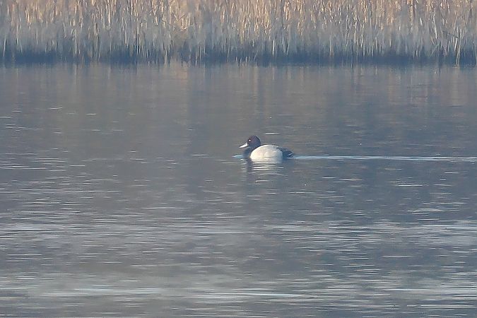 Moretta grigia  - Fabio Moretto