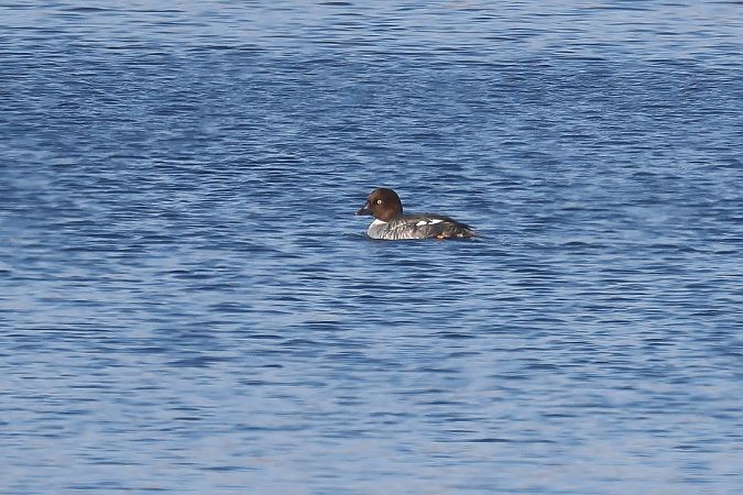 Quattrocchi  - Fabio Moretto