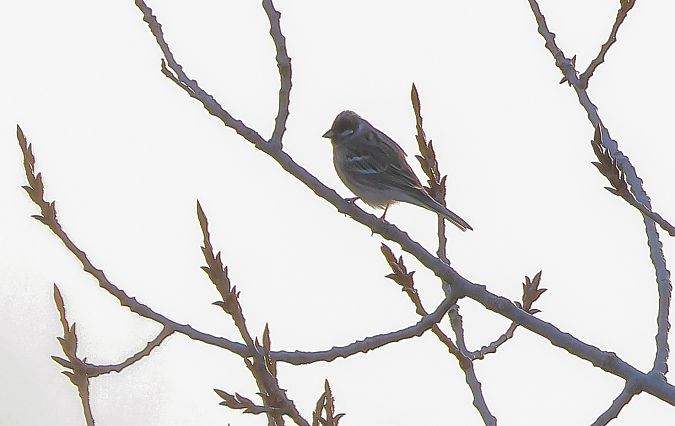 Zigolo golarossa  - Fabio Moretto