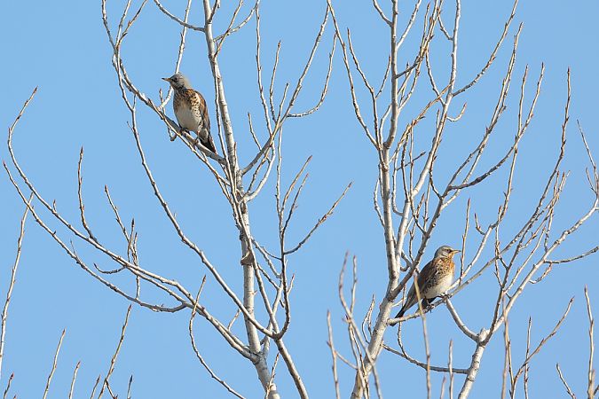 Cesena  - Fabio Moretto