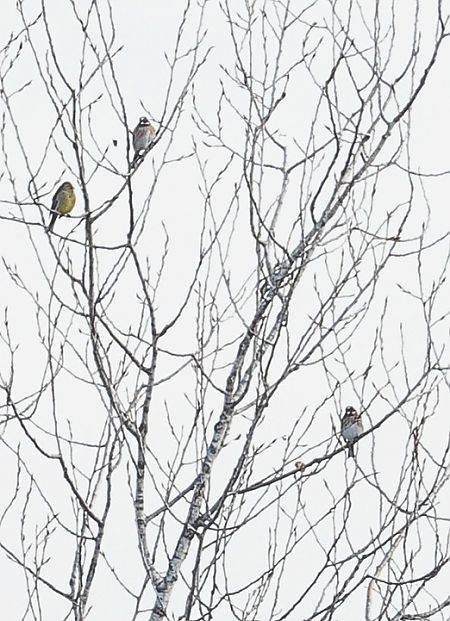 Zigolo golarossa  - Fabio Moretto