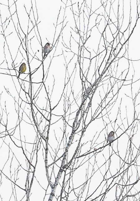 Zigolo golarossa  - Fabio Moretto