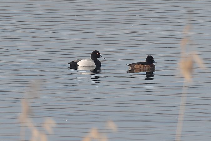 Moretta grigia  - Fabio Moretto