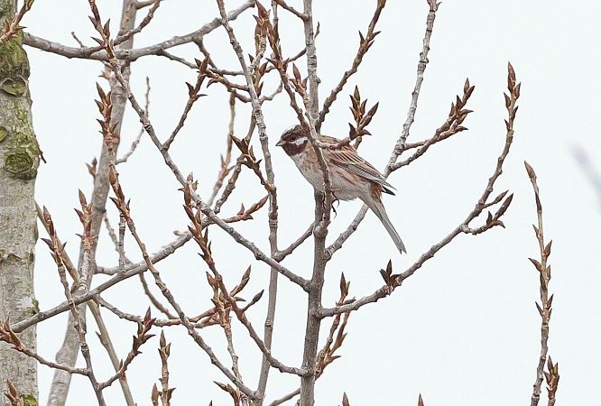 Zigolo golarossa  - Fabio Moretto