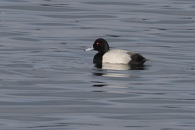 Moretta grigia  - Fabio Moretto