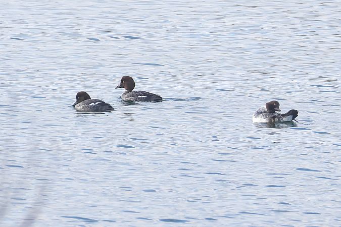 Quattrocchi  - Fabio Moretto