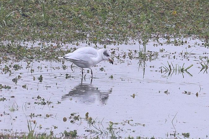 Gabbiano corallino  - Fabio Moretto
