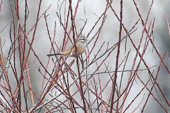 Zigolo muciatto  - Fabio Moretto