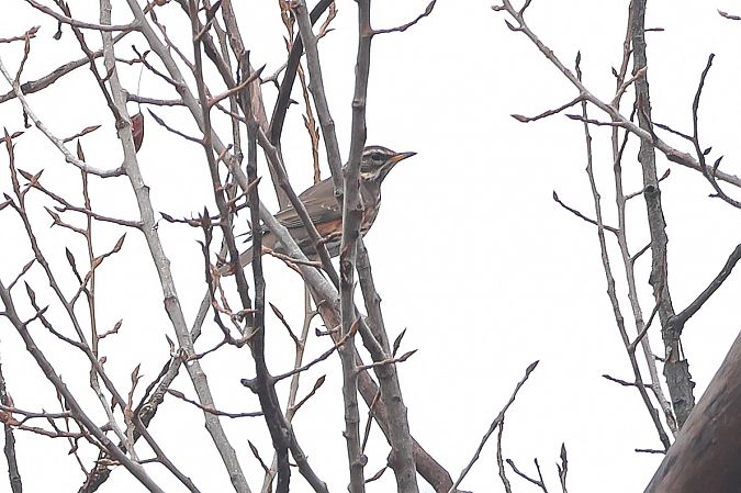 Tordo sassello  - Fabio Moretto